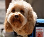 New Minnesota Service Animal Law Prohibits Misrepresentation